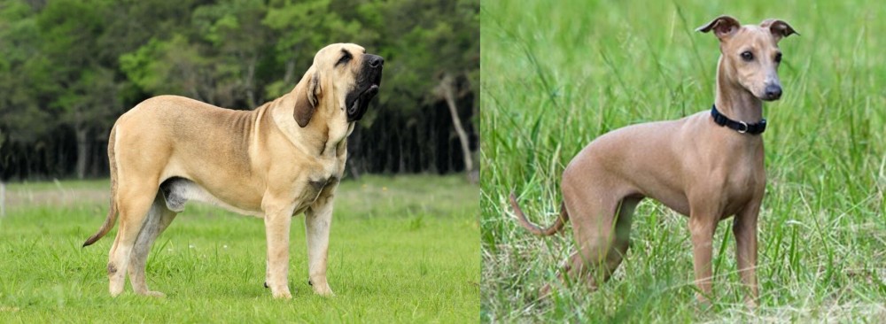 Italian Greyhound vs Fila Brasileiro - Breed Comparison