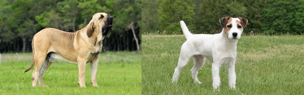 Jack Russell Terrier vs Fila Brasileiro - Breed Comparison