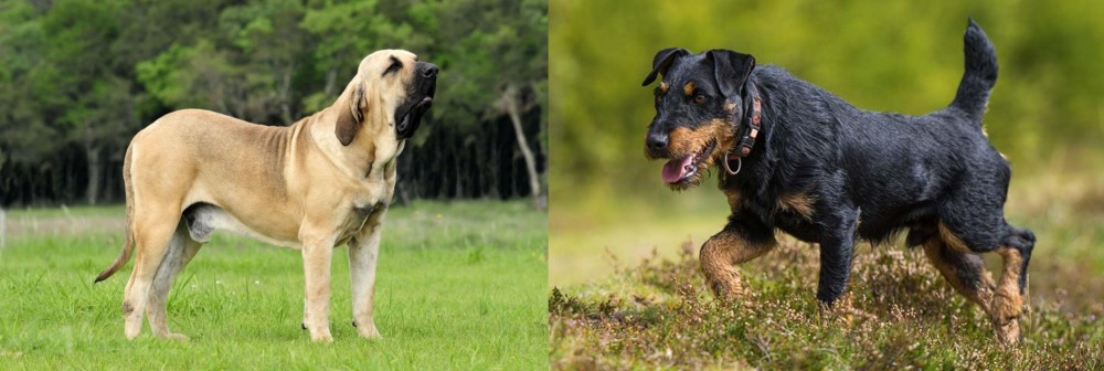 Jagdterrier vs Fila Brasileiro - Breed Comparison