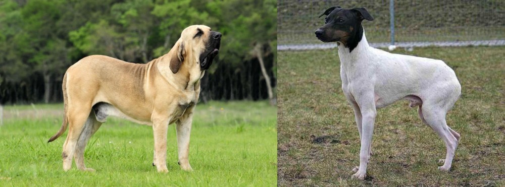 Japanese Terrier vs Fila Brasileiro - Breed Comparison