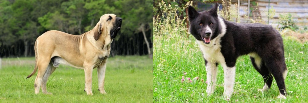 Karelian Bear Dog vs Fila Brasileiro - Breed Comparison