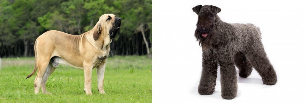 Kerry Blue Terrier vs Fila Brasileiro - Breed Comparison