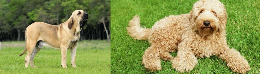 Labradoodle vs Fila Brasileiro - Breed Comparison