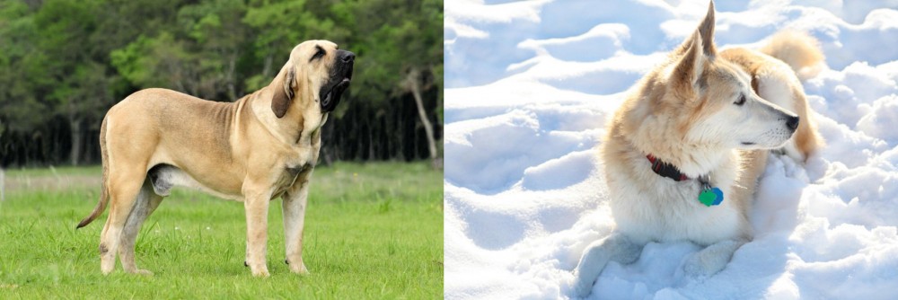 Labrador Husky vs Fila Brasileiro - Breed Comparison