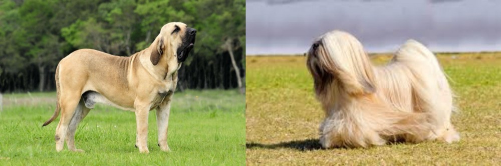 Lhasa Apso vs Fila Brasileiro - Breed Comparison