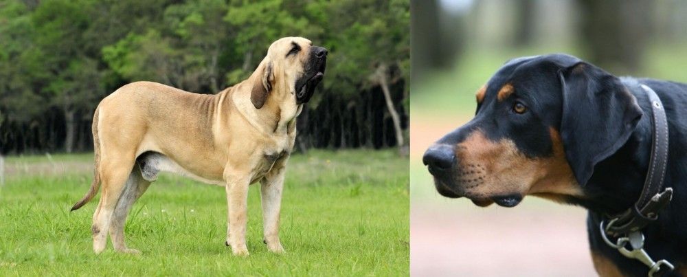 Lithuanian Hound vs Fila Brasileiro - Breed Comparison
