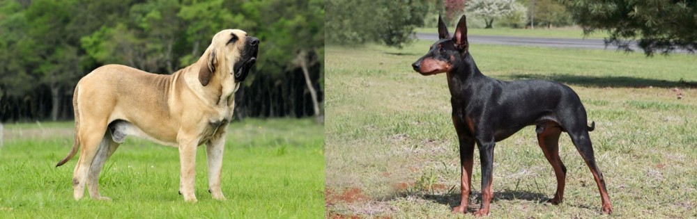 Manchester Terrier vs Fila Brasileiro - Breed Comparison