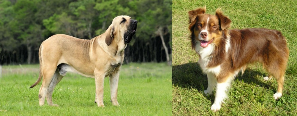Miniature Australian Shepherd vs Fila Brasileiro - Breed Comparison