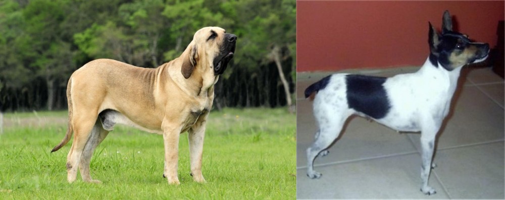Miniature Fox Terrier vs Fila Brasileiro - Breed Comparison