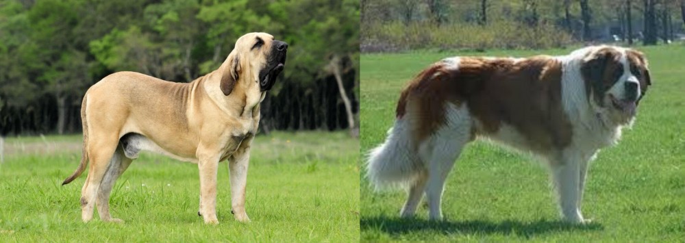Moscow Watchdog vs Fila Brasileiro - Breed Comparison