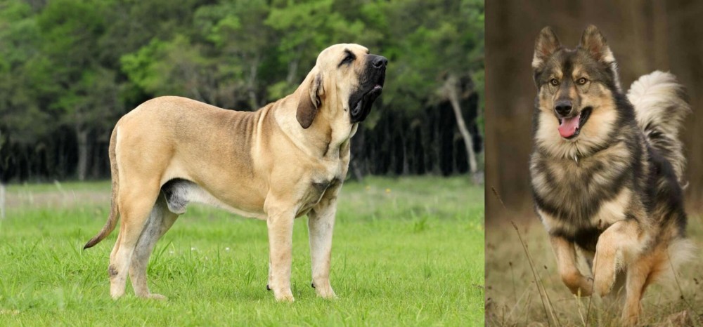 Native American Indian Dog vs Fila Brasileiro - Breed Comparison