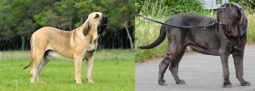 Neapolitan Mastiff vs Fila Brasileiro - Breed Comparison