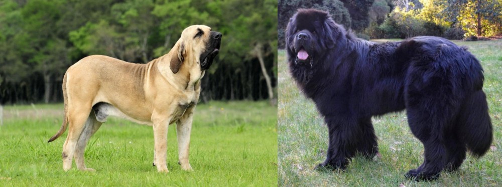 Newfoundland Dog vs Fila Brasileiro - Breed Comparison