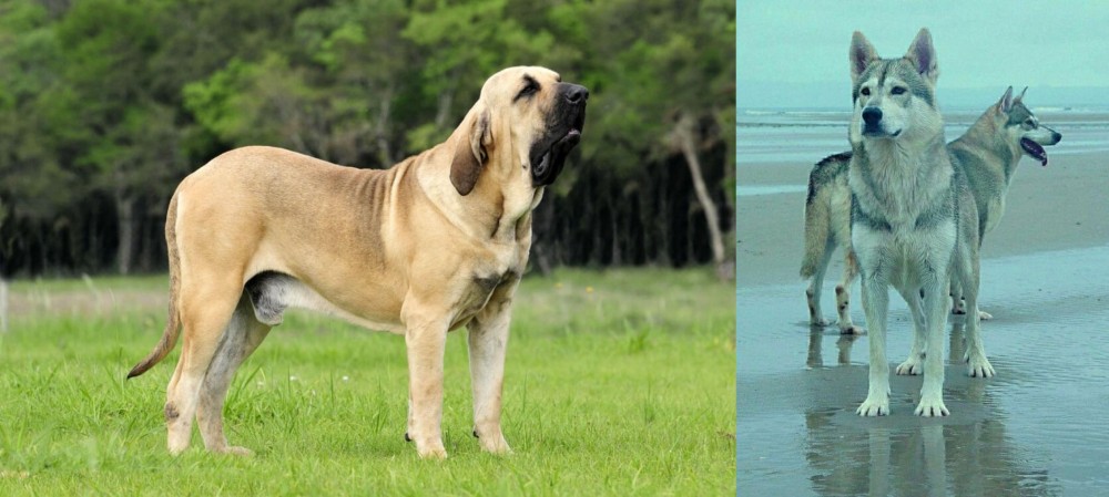 Northern Inuit Dog vs Fila Brasileiro - Breed Comparison