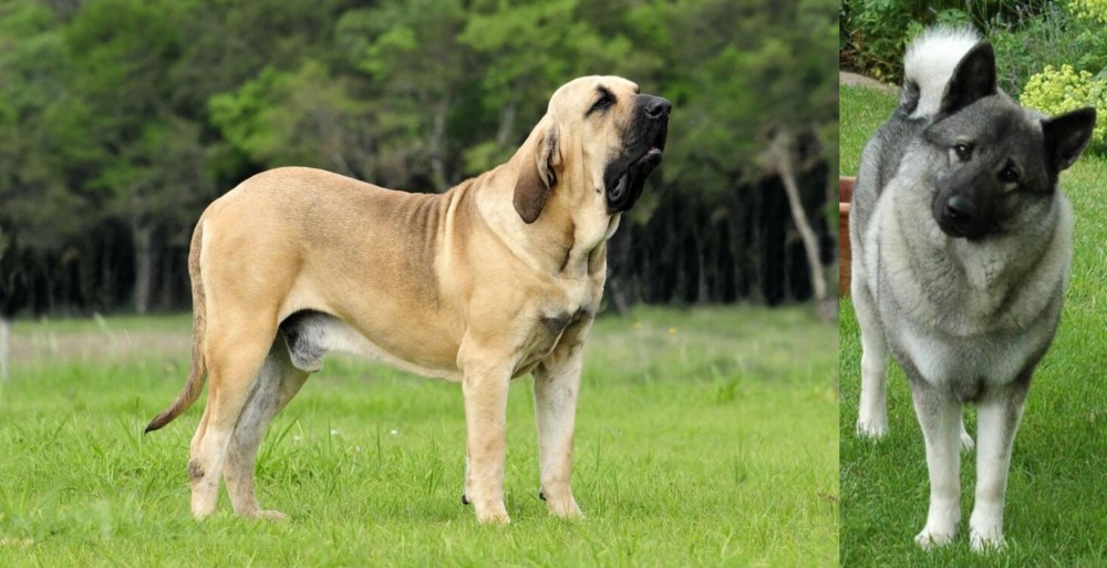 Norwegian Elkhound vs Fila Brasileiro - Breed Comparison