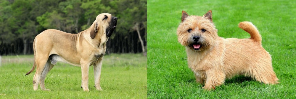 Norwich Terrier vs Fila Brasileiro - Breed Comparison
