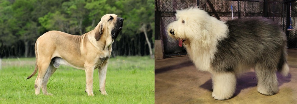 Old English Sheepdog vs Fila Brasileiro - Breed Comparison