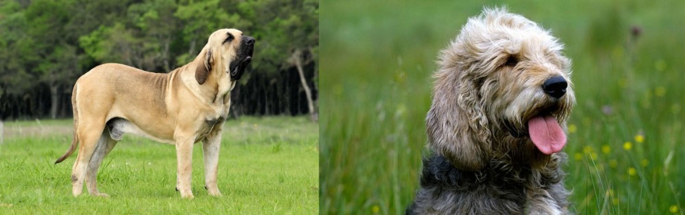 Otterhound vs Fila Brasileiro - Breed Comparison