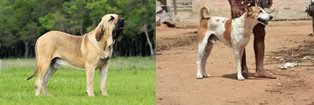 Pandikona vs Fila Brasileiro - Breed Comparison