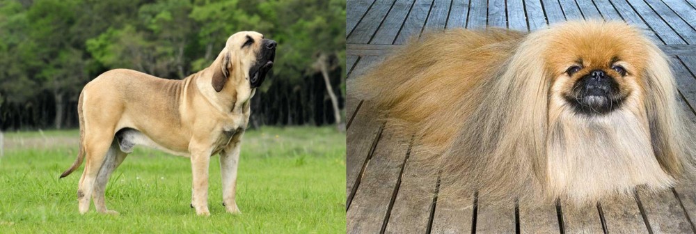 Pekingese vs Fila Brasileiro - Breed Comparison