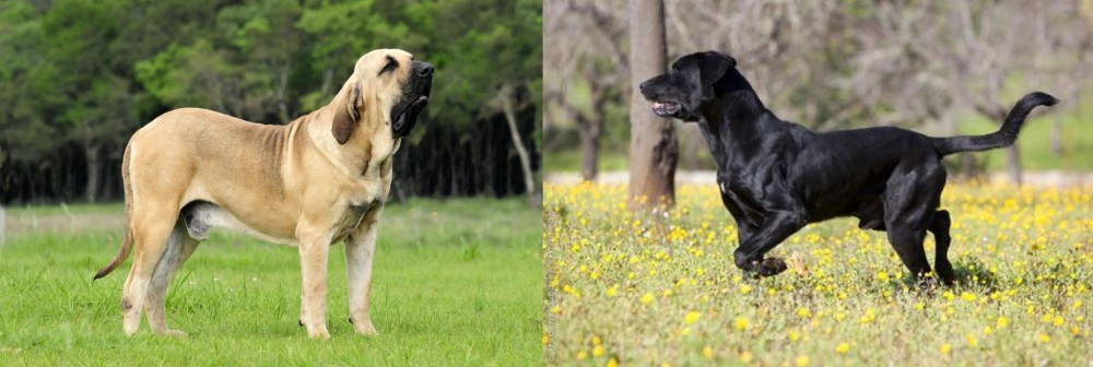 Perro de Pastor Mallorquin vs Fila Brasileiro - Breed Comparison