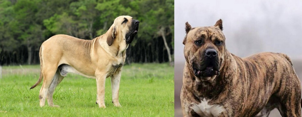 Perro de Presa Canario vs Fila Brasileiro - Breed Comparison