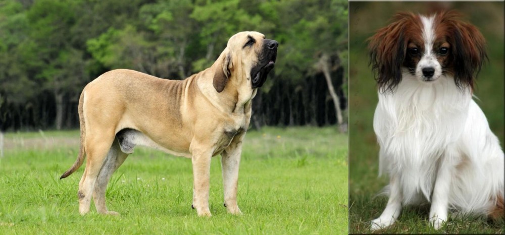 Phalene vs Fila Brasileiro - Breed Comparison