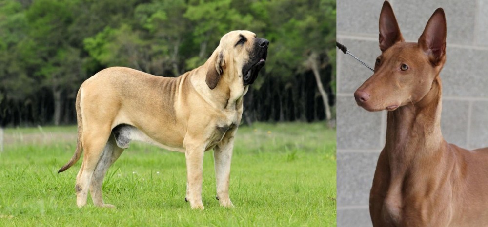 Pharaoh Hound vs Fila Brasileiro - Breed Comparison
