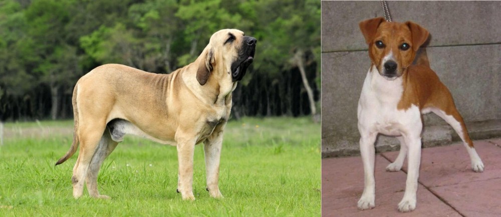 Plummer Terrier vs Fila Brasileiro - Breed Comparison