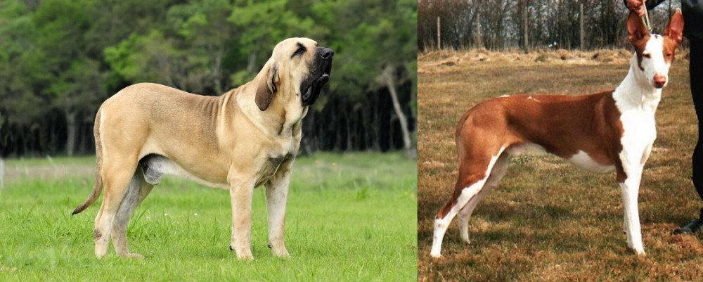 Podenco Canario vs Fila Brasileiro - Breed Comparison