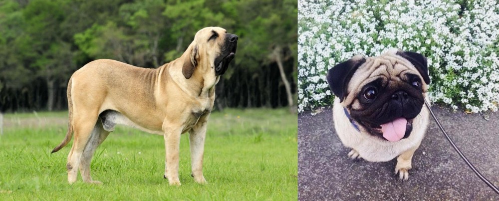 Pug vs Fila Brasileiro - Breed Comparison