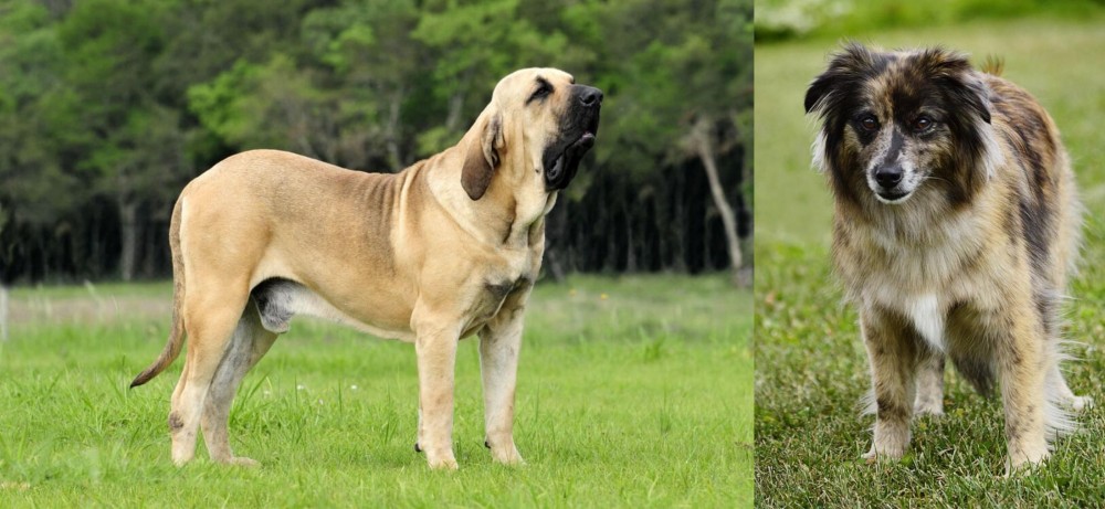 Pyrenean Shepherd vs Fila Brasileiro - Breed Comparison