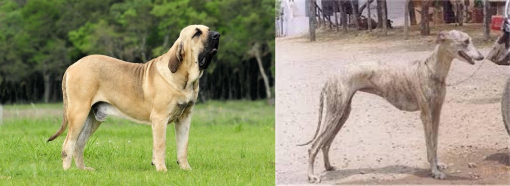 Rampur Greyhound vs Fila Brasileiro - Breed Comparison