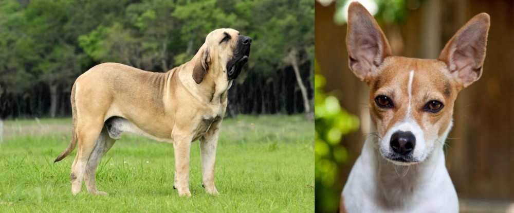 Rat Terrier vs Fila Brasileiro - Breed Comparison