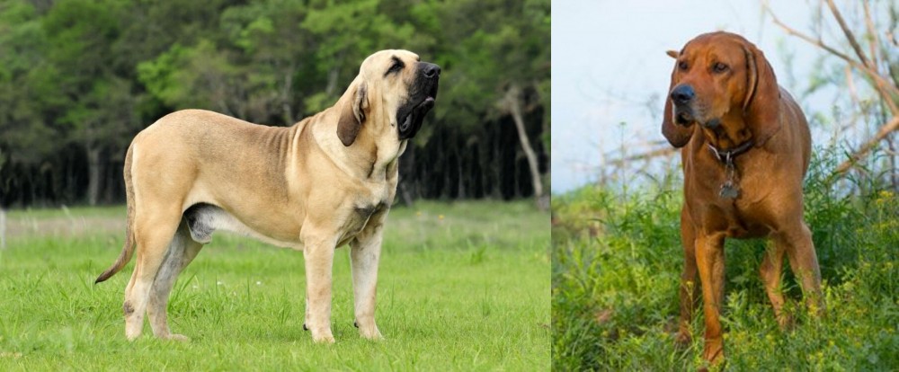 Redbone Coonhound vs Fila Brasileiro - Breed Comparison