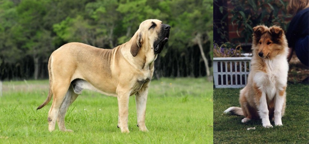 Rough Collie vs Fila Brasileiro - Breed Comparison