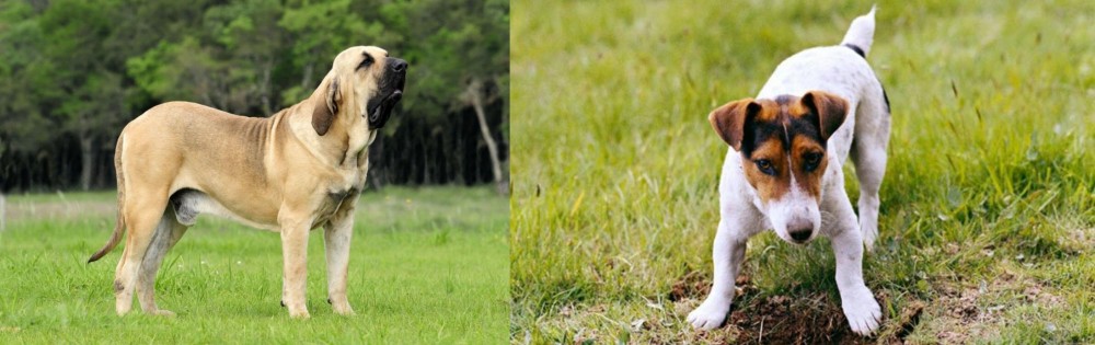 Russell Terrier vs Fila Brasileiro - Breed Comparison