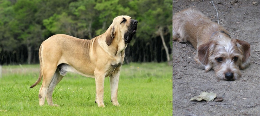 Schweenie vs Fila Brasileiro - Breed Comparison