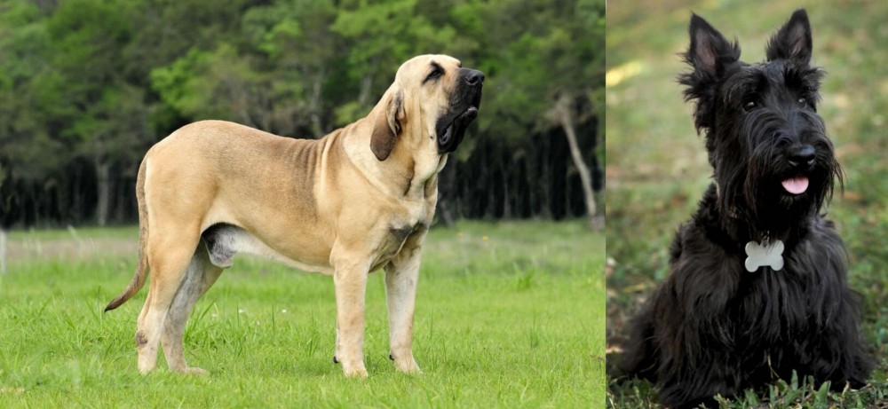 Scoland Terrier vs Fila Brasileiro - Breed Comparison