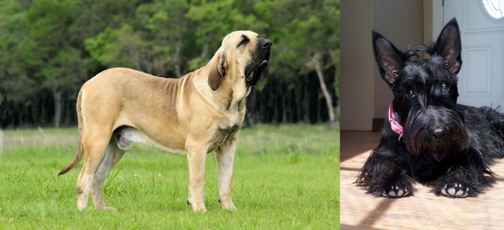 Scottish Terrier vs Fila Brasileiro - Breed Comparison