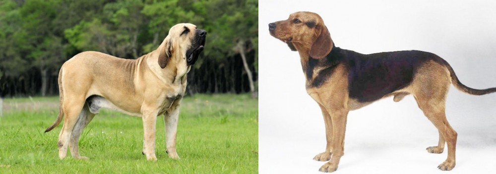 Serbian Hound vs Fila Brasileiro - Breed Comparison