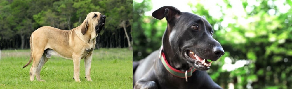 Shepard Labrador vs Fila Brasileiro - Breed Comparison