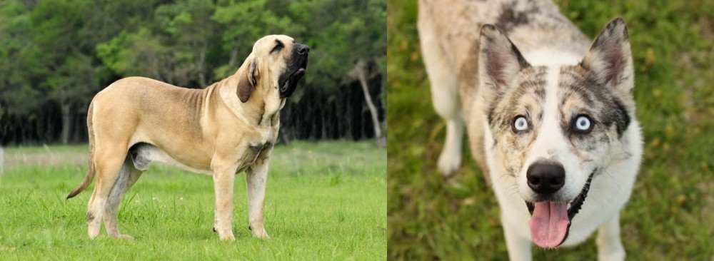 Shepherd Husky vs Fila Brasileiro - Breed Comparison