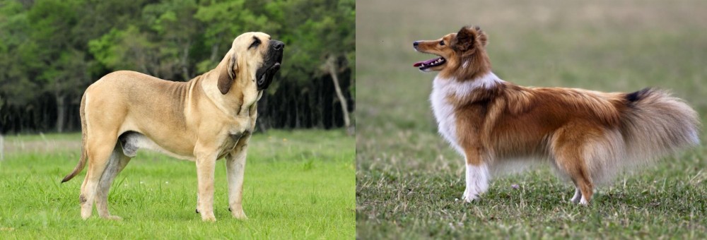 Shetland Sheepdog vs Fila Brasileiro - Breed Comparison