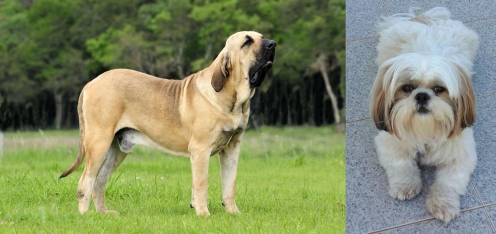 Shih Tzu vs Fila Brasileiro - Breed Comparison