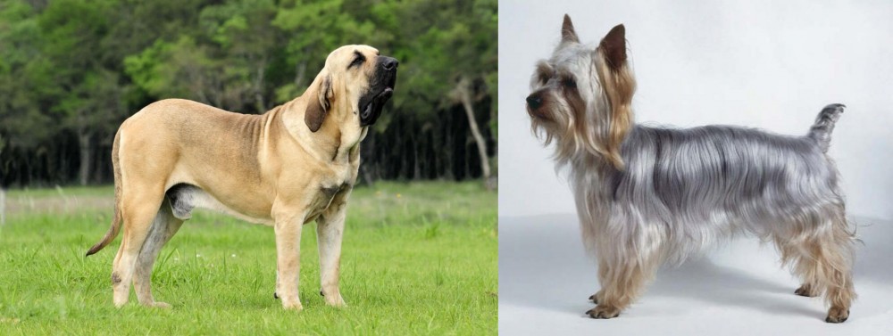 Silky Terrier vs Fila Brasileiro - Breed Comparison