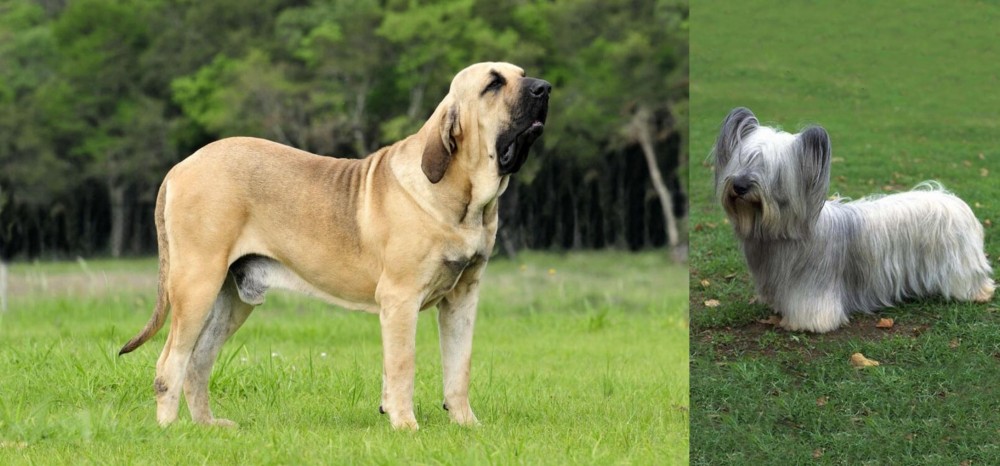 Skye Terrier vs Fila Brasileiro - Breed Comparison