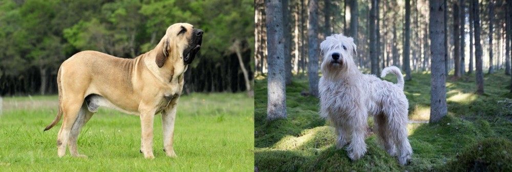 Soft-Coated Wheaten Terrier vs Fila Brasileiro - Breed Comparison