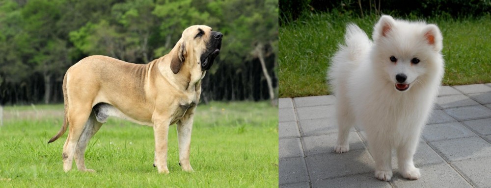 Spitz vs Fila Brasileiro - Breed Comparison