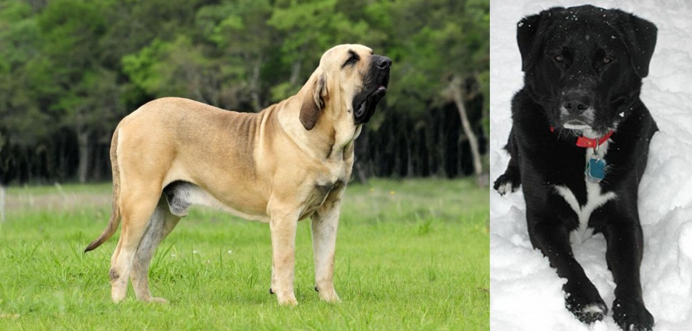 St. John's Water Dog vs Fila Brasileiro - Breed Comparison